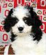 Cavapoo Puppies for sale in Catlettsburg, KY 41129, USA. price: $200