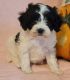 Cavapoo Puppies for sale in Dalton, OH 44618, USA. price: $800