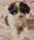 Cavapoo Puppies for sale in Dalton, OH 44618, USA. price: $750