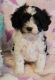 Cavapoo Puppies for sale in Dalton, OH 44618, USA. price: $650