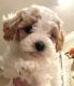 Cavapoo Puppies for sale in Stow, OH, USA. price: $2,500