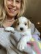 Cavapoo Puppies for sale in Stow, OH, USA. price: $2,500