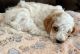 Cavapoo Puppies for sale in Stow, OH, USA. price: $1,000