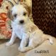 Cavapoo Puppies for sale in Stow, OH, USA. price: $1,000