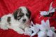 Cavapoo Puppies for sale in Niles, MI 49120, USA. price: $995
