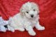 Cavapoo Puppies for sale in Niles, MI 49120, USA. price: $400