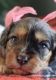 Cavapoo Puppies for sale in Arivaca, Arizona. price: $3,750