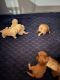 Cavapoo Puppies for sale in Mokena, IL, USA. price: $1,750