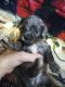 Cavapoo Puppies for sale in Fergus Falls, MN 56537, USA. price: $1,500