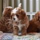 Cavapoo Puppies for sale in San Francisco, California. price: $800