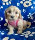 Cavapoo Puppies for sale in Berrien Springs, MI 49103, USA. price: $550