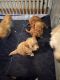 Cavapoo Puppies for sale in Mokena, IL, USA. price: $1,500