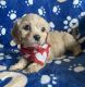Cavapoo Puppies for sale in Berrien Springs, MI 49103, USA. price: $500