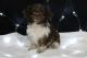 Cavapoo Puppies for sale in Lake City, FL, USA. price: $850