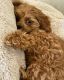 Cavapoo Puppies for sale in San Diego, California. price: $950
