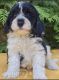 Cavapoo Puppies for sale in Spicer, Minnesota. price: $1,500