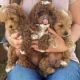 Cavapoo Puppies for sale in Chicago, Illinois. price: $400
