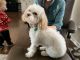 Cavapoo Puppies for sale in Rochester, New York. price: $800