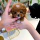Cavapoo Puppies for sale in New York, New York. price: $400