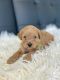 Cavapoo Puppies for sale in Statesville, North Carolina. price: $1,300