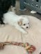 Cavapoo Puppies for sale in Clymer, PA 15728, USA. price: $325