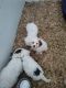 Cavapoo Puppies for sale in Madisonville, TN 37354, USA. price: $700