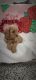 Cavapoo Puppies for sale in East Earl, PA 17519, USA. price: $900