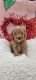 Cavapoo Puppies for sale in East Earl, PA 17519, USA. price: $900