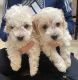 Cavapoo Puppies for sale in New York, New York. price: $500