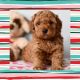 Cavapoo Puppies for sale in Los Angeles, CA, USA. price: $1,350