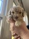 Cavapoo Puppies for sale in Crawfordsville, IN 47933, USA. price: $900