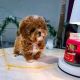 Cavapoo Puppies for sale in New Orleans, Louisiana. price: $400