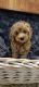Cavapoo Puppies for sale in East Earl, PA 17519, USA. price: $800