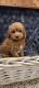 Cavapoo Puppies for sale in East Earl, PA 17519, USA. price: $800