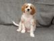 Cavapoo Puppies for sale in Spring Grove, Pennsylvania. price: $650
