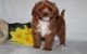 Cavapoo Puppies for sale in Branford, Connecticut. price: $400