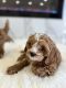 Cavapoo Puppies for sale in Philadelphia, Pennsylvania. price: $1,800
