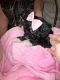 Cavapoo Puppies for sale in Columbia, South Carolina. price: NA