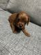 Cavapoo Puppies for sale in Mount Druitt, New South Wales. price: $2,500