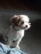 Cavapoo Puppies for sale in Shipshewana, Indiana. price: $450