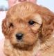 Cavapoo Puppies for sale in Howe, Indiana. price: $1,000