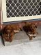 Cavapoo Puppies for sale in Sydney, New South Wales. price: NA