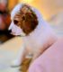 Cavapoo Puppies for sale in Lakemba, New South Wales. price: NA