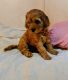 Cavapoo Puppies for sale in Lakemba, New South Wales. price: $1,500