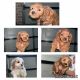 Cavapoo Puppies for sale in Mount Druitt, New South Wales. price: $2,000