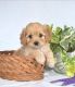 Cavapoo Puppies for sale in Secaucus, New Jersey. price: $1,300