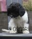 Cavapoo Puppies for sale in Capon Bridge, WV 26711, USA. price: $1,200