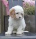 Cavapoo Puppies for sale in Capon Bridge, WV 26711, USA. price: $1,200