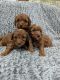 Cavapoo Puppies for sale in Bremen, Indiana. price: $850