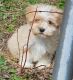 Cavapoo Puppies for sale in Colton, New York. price: $750